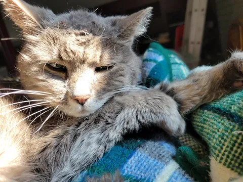 My 21 year old tiny girl enjoying a lazy Sunday
