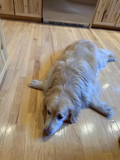 This seal made an appearance at thanksgiving