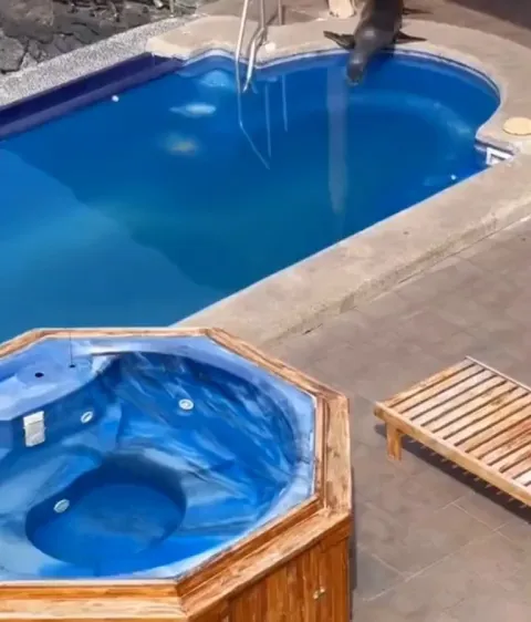 When animals need a vacation too