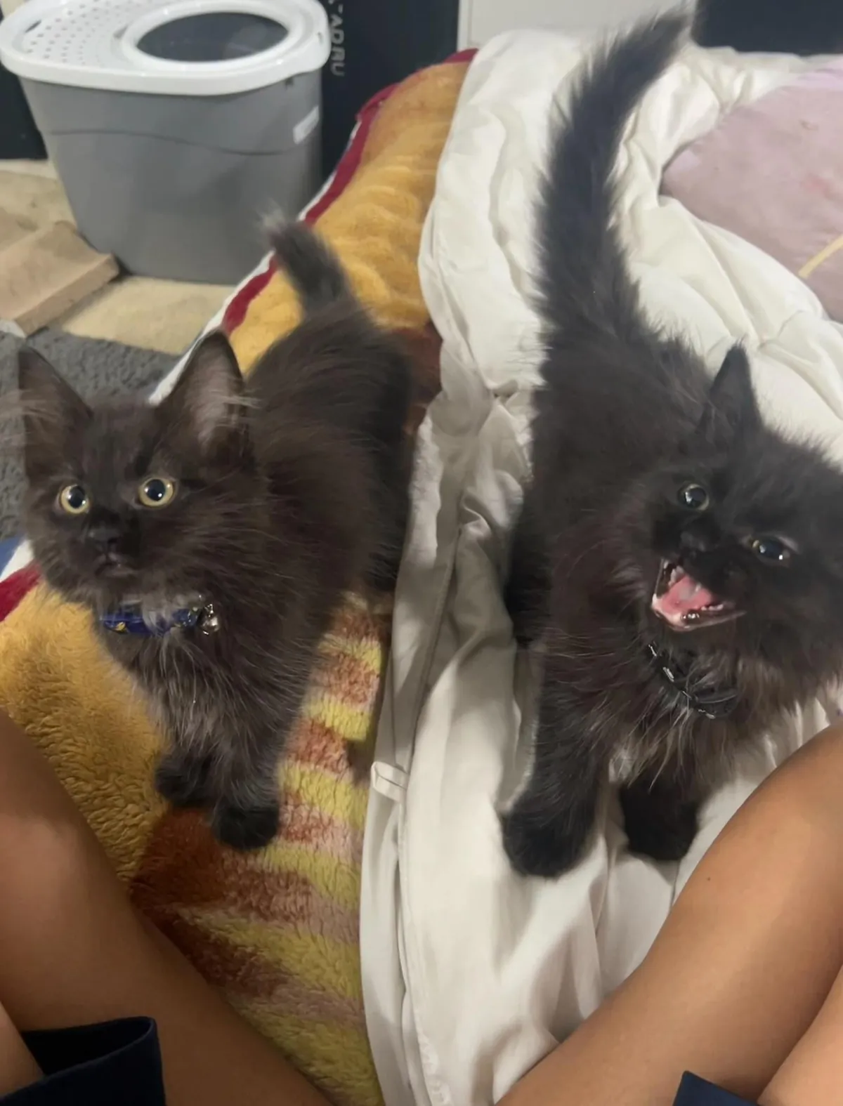 my twin maine coon babies