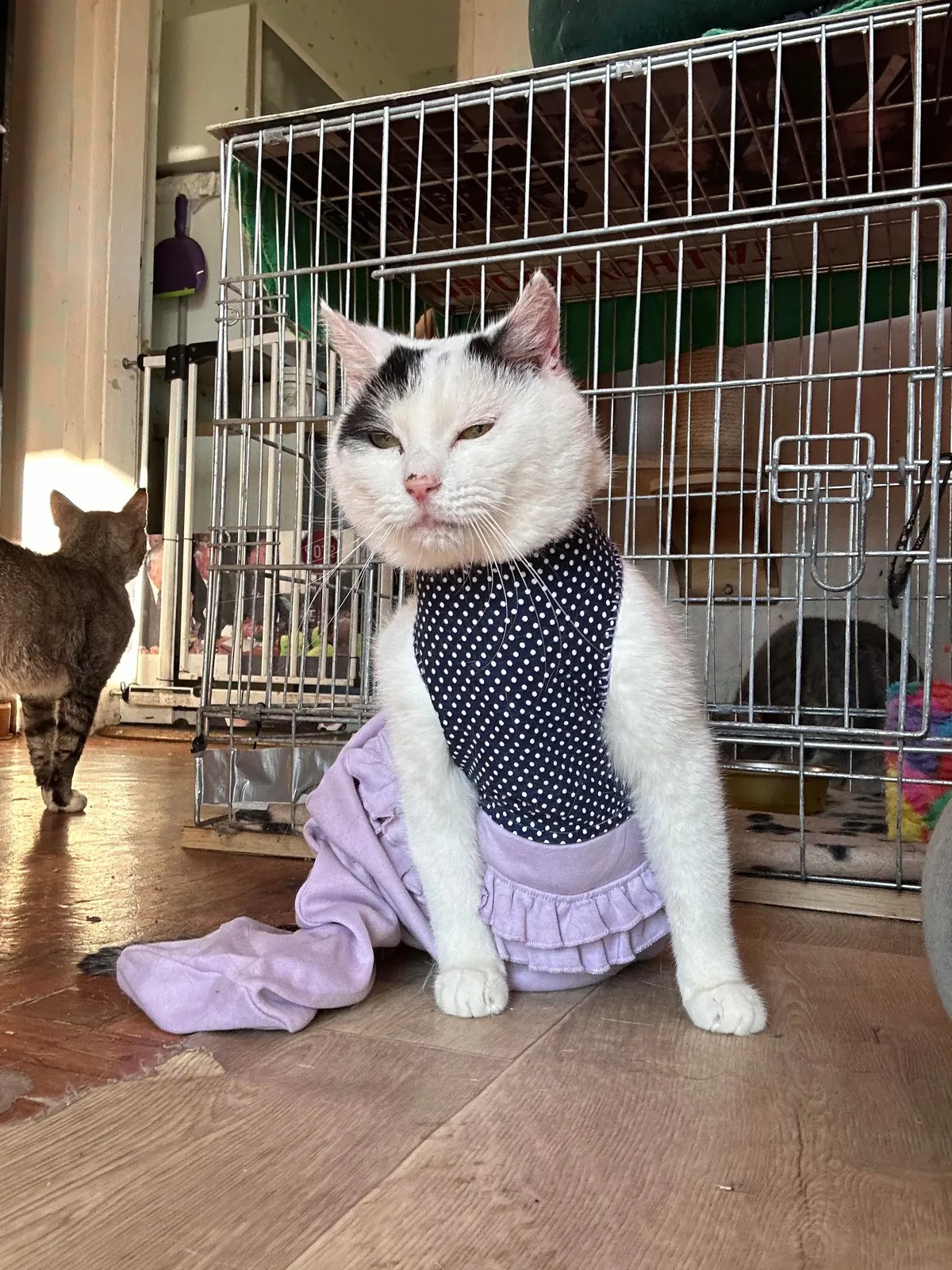 I volunteer at a cat hospice and it’s a place full of love