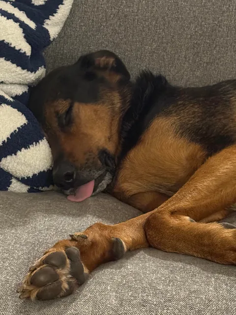 It’s Gary! My goofy, handsome, spoiled boy