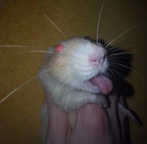 Stealing my yogurt and has the nerve to lick himself clean while on hand jailtime