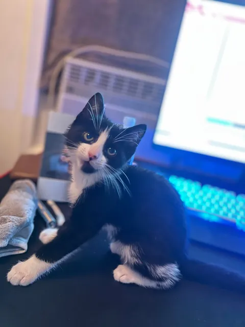 Pluto: 1 month to 1 year