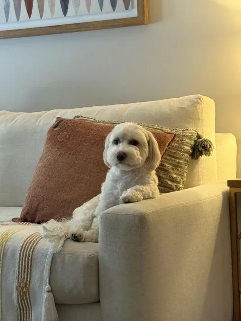 I think my dog would like to have a serious discussion.