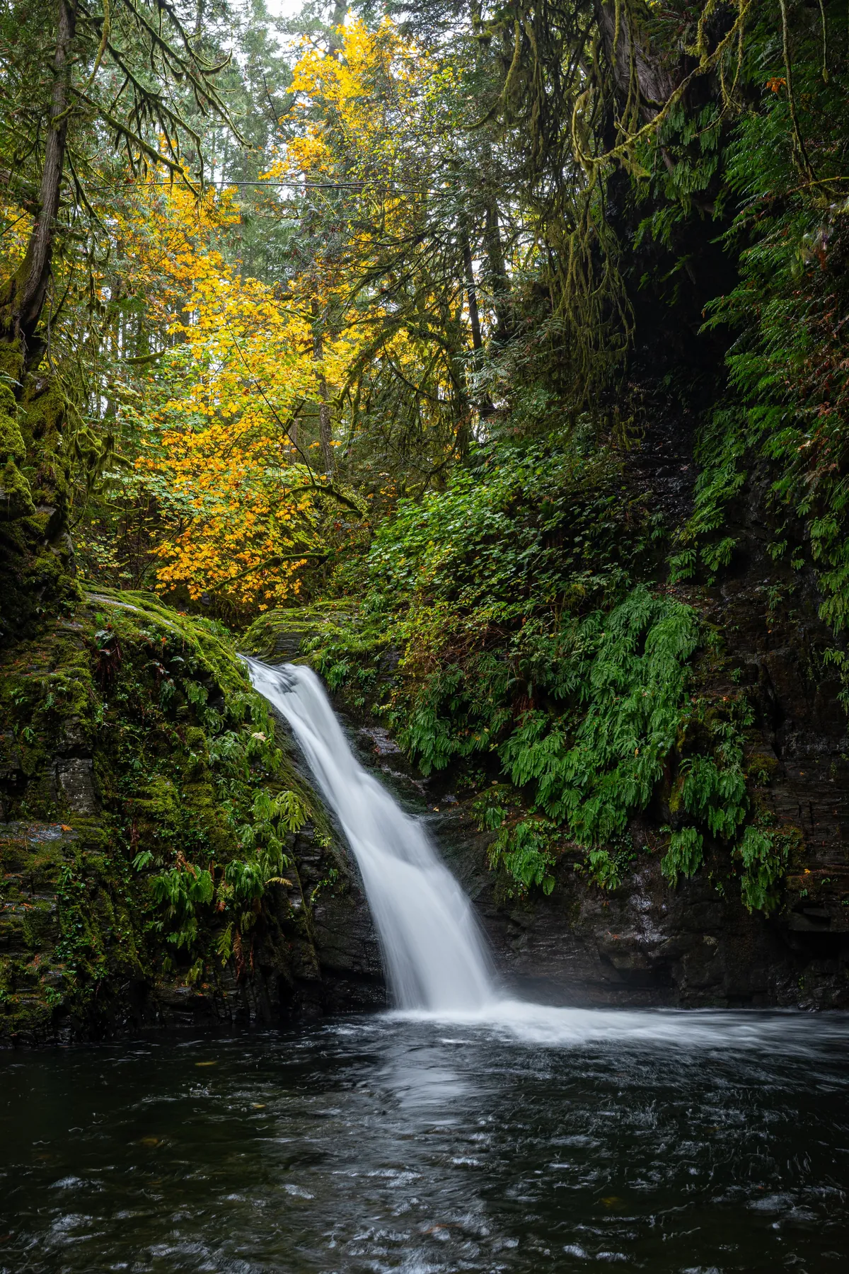 Fall in the rainforest, Goldstream Provincial Park, BC, Canada [OC][3534x5301]