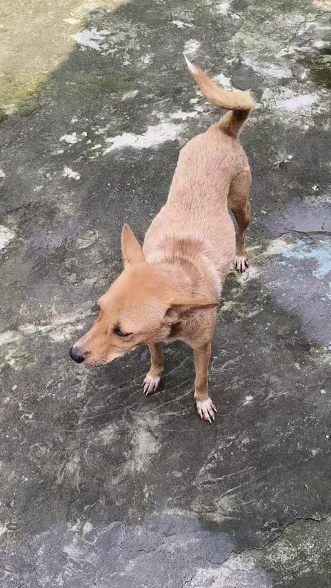 [OC] UPDATE: The "Foxy Boy" who followed me home is officially staying with me!