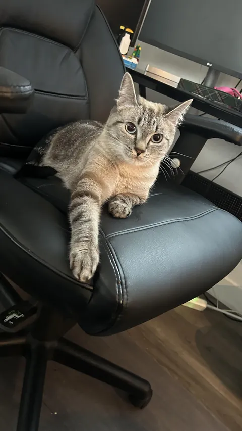 Adopted this gorgeous girl today