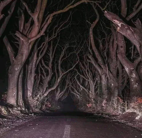 The Dark Hedges, Northern Ireland.
