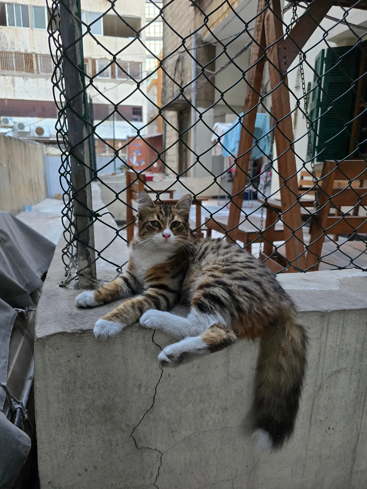 I wana adopt this stray