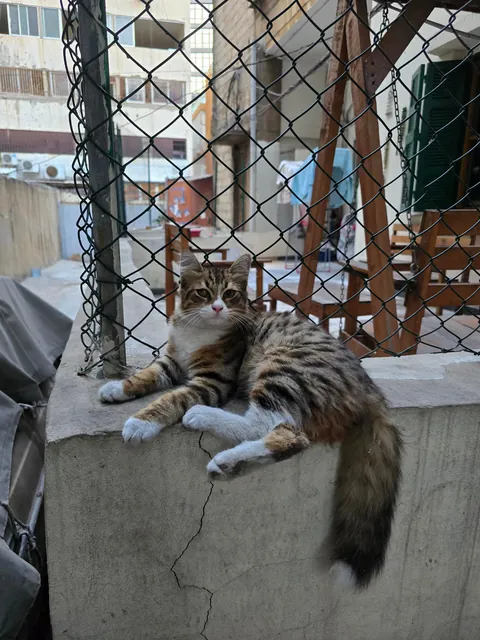 I wana adopt this stray