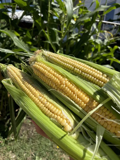 I did it ! I grew corn ! 