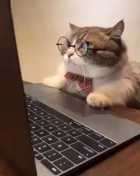Zoom teacher cat