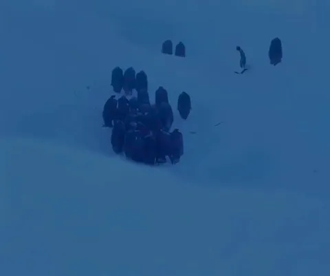 BBC crew breaks ‘no interference’ rule to save emperor penguins trapped in icy ravine during Antarctic storm