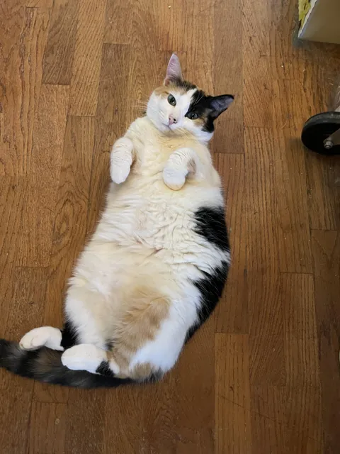 This is Vera.  Lately she is always trying to lie like this on my lap.