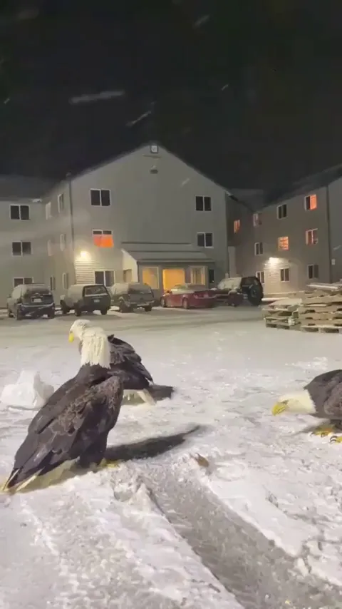 They definitely laughed at him.😂