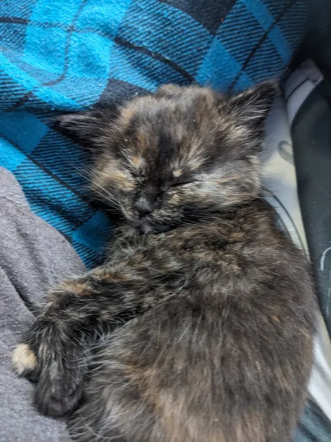 Updates on the sweet ice princess, Elsa!