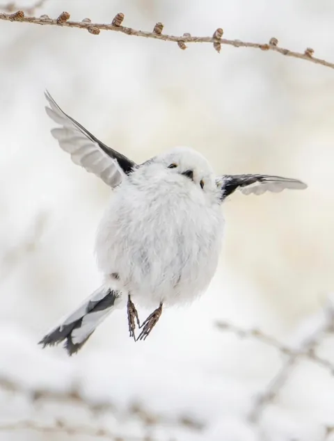 🔥Is the Long-Tailed Tit the Cutest Bird There Ever Was?
