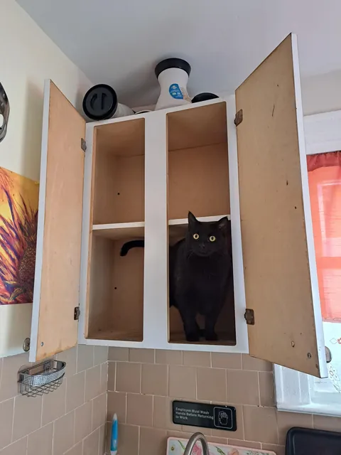 Five years ago today I happened to be on the "free" section of Craigslist and came across a cat that was attacking toddlers. I knew right then and there that she had to be mine. Happy "Gotcha Day, " Pretty 🐈‍⬛❤️