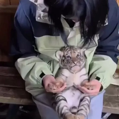 A baby tiger bonding with its rescuer and caregiver.