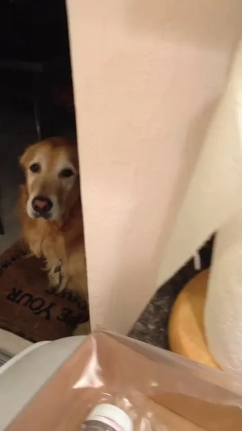 Dog doesn’t trust an absent door