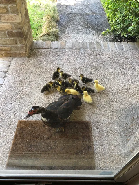 Every year this mama duck brings her babies to my house and I help her take care of them. This morning I opened my door to 13 new peeping fluff balls.