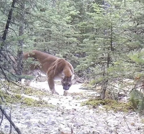 🔥 An absolute unit of a mountain lion 🔥