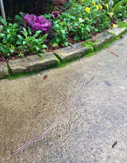 Longest worm I have ever seen 
