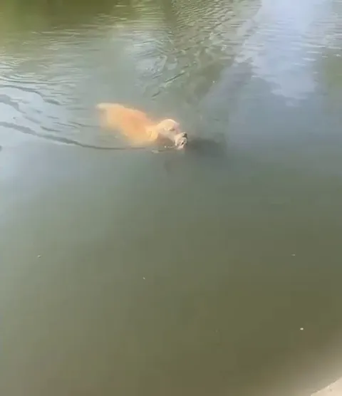 "Violet. DROP the DUCK. Violet!!"