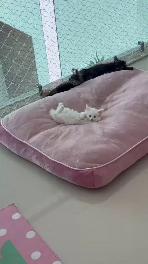 Resting the soup belly like it pays the bills