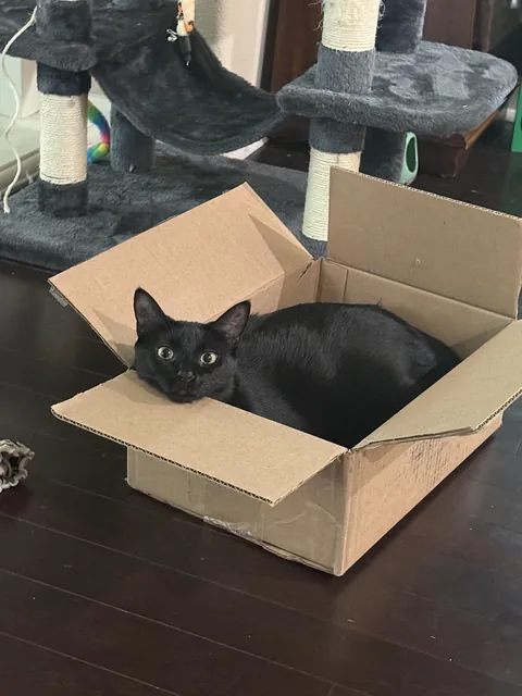 Boxes will always be better than the $200 cat tree