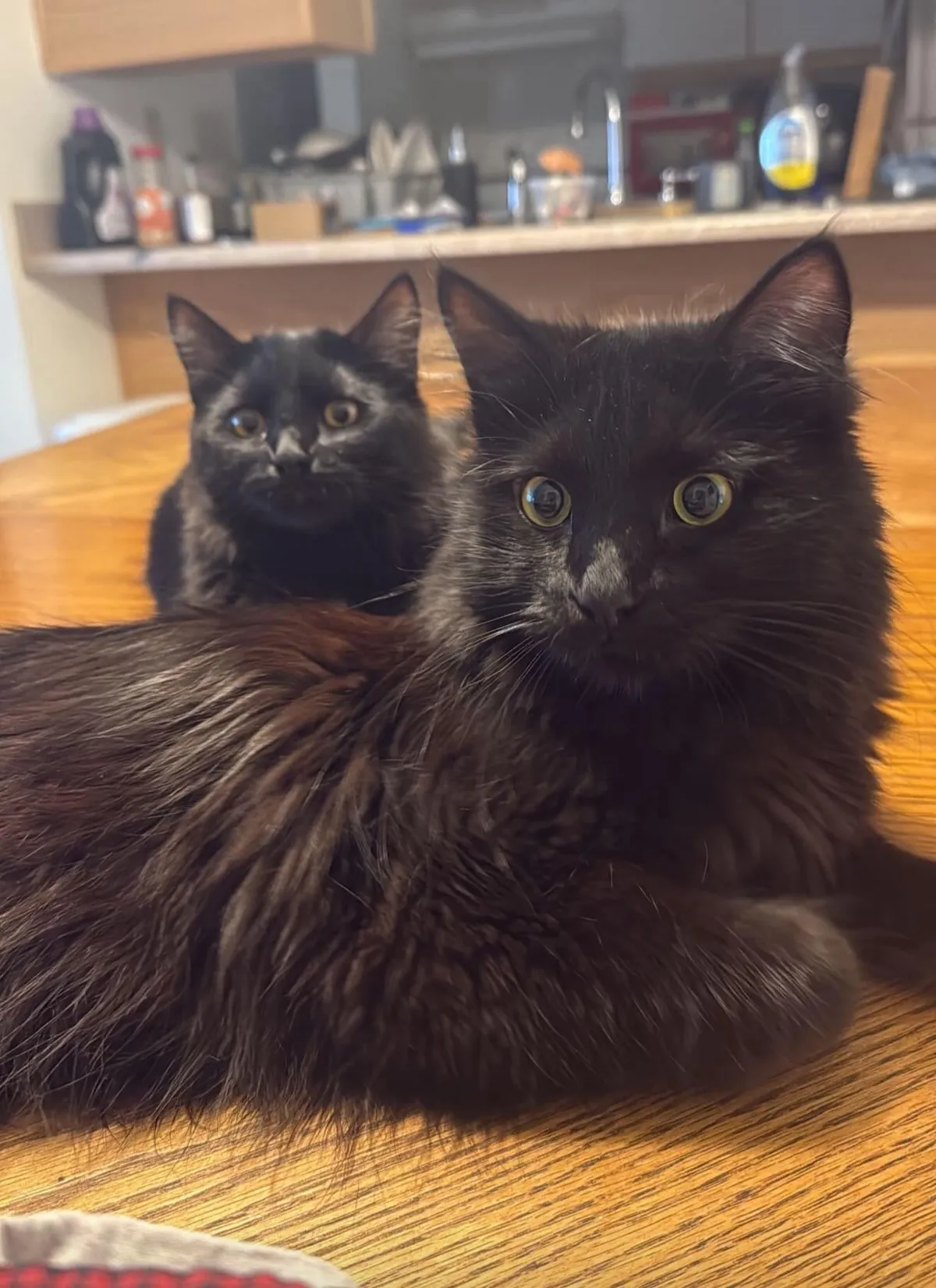 I used to worry if they would get along with each other.