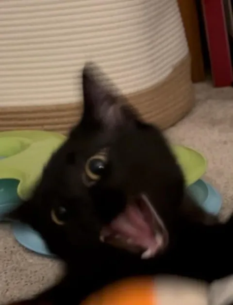 anyone else have an expressive void?