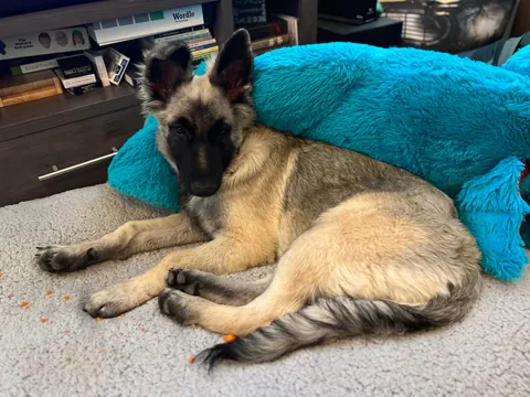 As requested heres a slew of photos of my found stray Kai Guy 😜(not sure breed mix?)