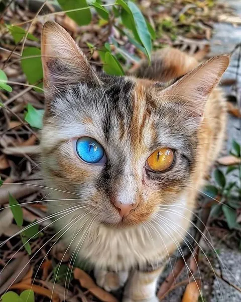 Gorgeous cat