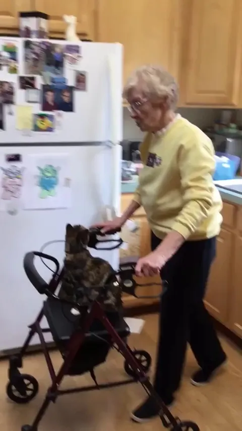 This is my cat, Lola. When the pandemic first hit, my Mom's dog died. She was terribly isolated and lonely. Lola went to live with her for a time and now is a permanent resident; my Mom is so in love with her.