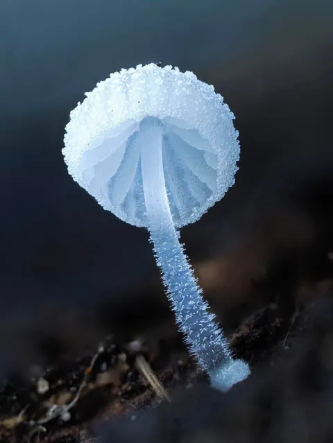 New Zealand photographer takes stunning photos of tiny mushrooms