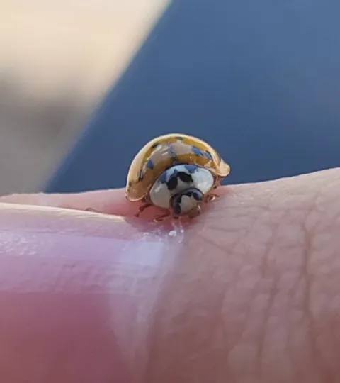 Help! The ladybug is mercilessly trying to eat me alive!