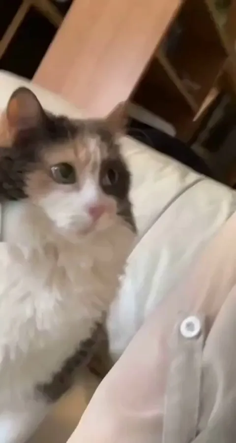 Kitty headbutts for pets