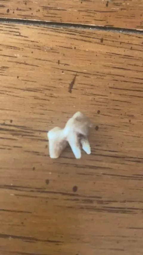 My dog lost a tooth that looks like a dog.
