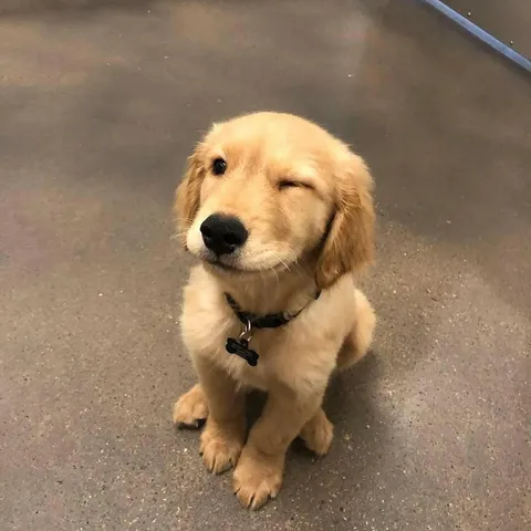 PsBattle: This winking dog.
