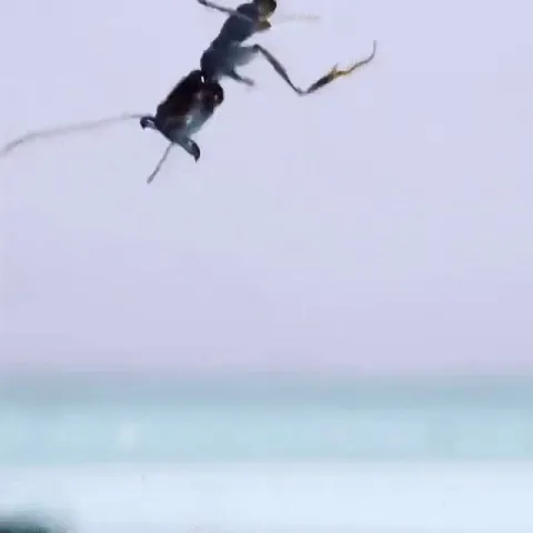 This type of ant, called a trap-jaw ant, uses the recoil of its jaws snapping shut to launch itself into the air.