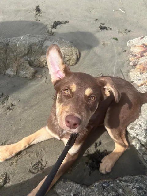 a year ago today, the dog distribution system blessed me with the goofiest and cutest boy ever