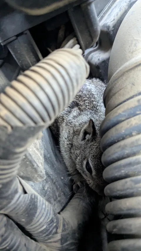 A ground squirrel stowed away in the engine bay and ended up miles from home.