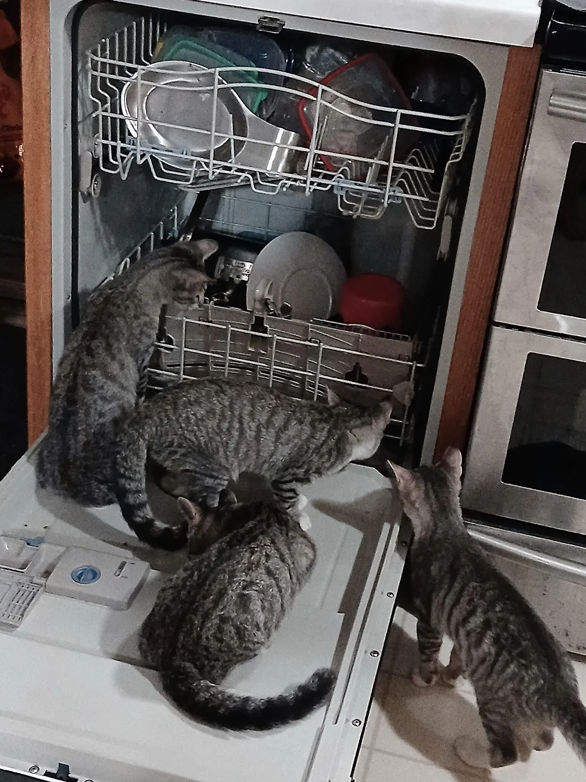 Dishwasher Inspectors