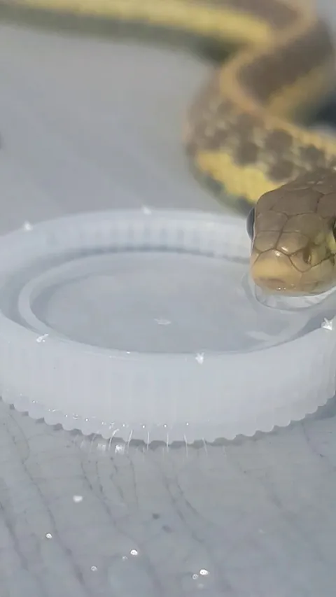 We've been a while without rain so i gave this snake a drink.