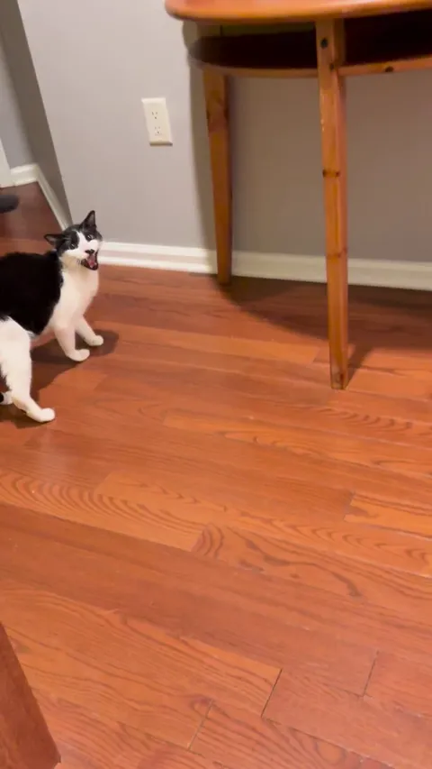 My cat crossed the rainbow bridge, but this was always him at feeding time 🤣