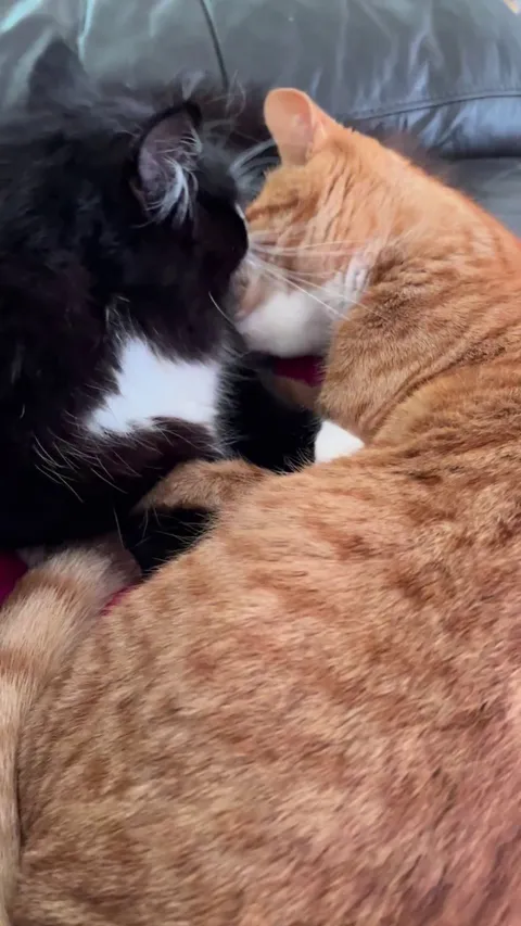 2 best friends adopted!