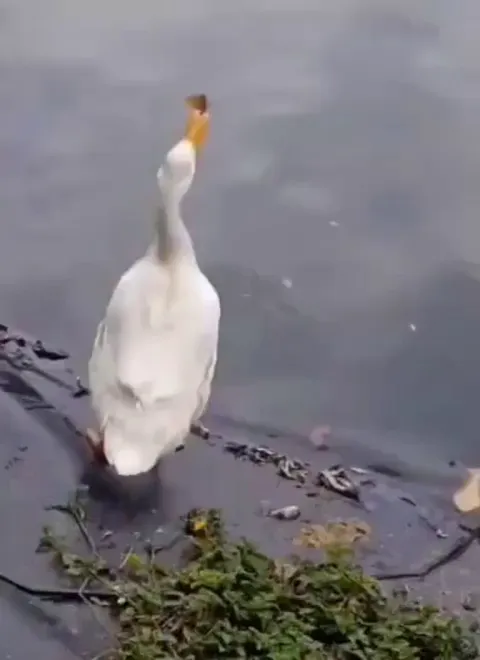 Quacks me up every time 