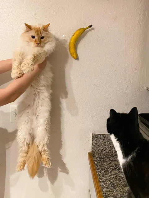 My boy cat is really long (38" from head to tail tip, to be precise. Banana for scale.)